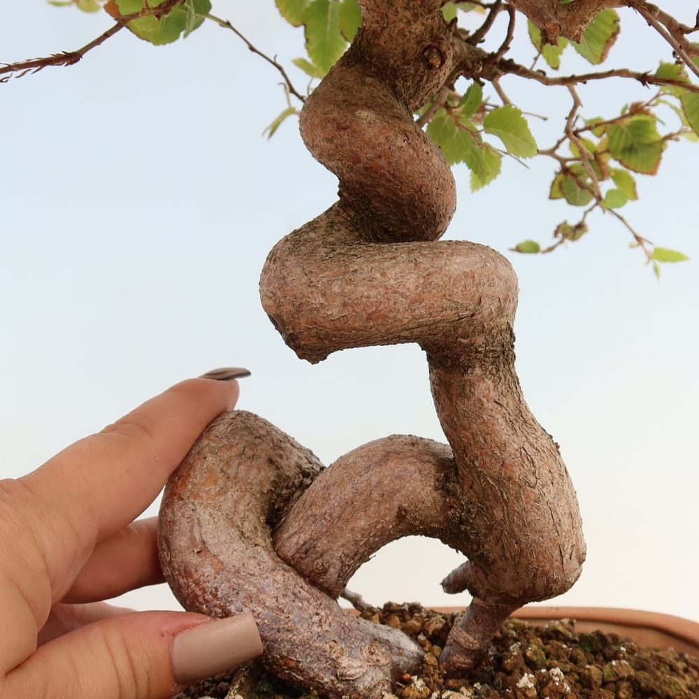 Bonsai da esterno -Carpinus CARPINOIDES - Carpino coreano