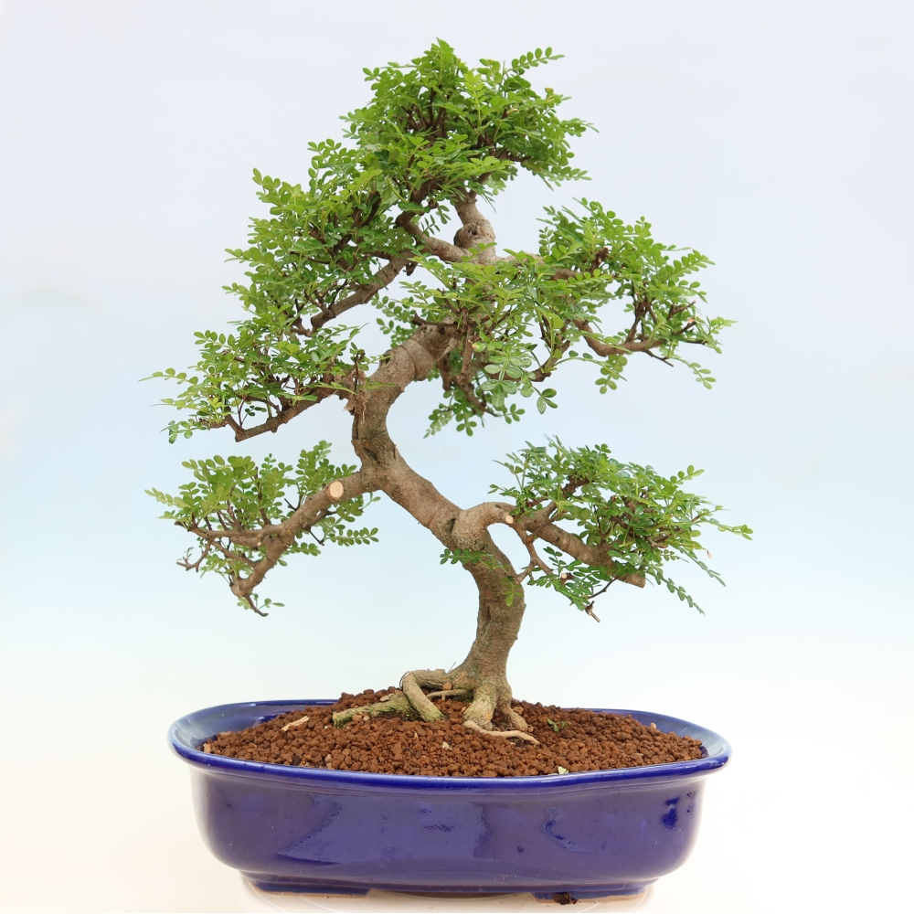 Camera bonsai - Zantoxylum piperitum - albero del pepe
