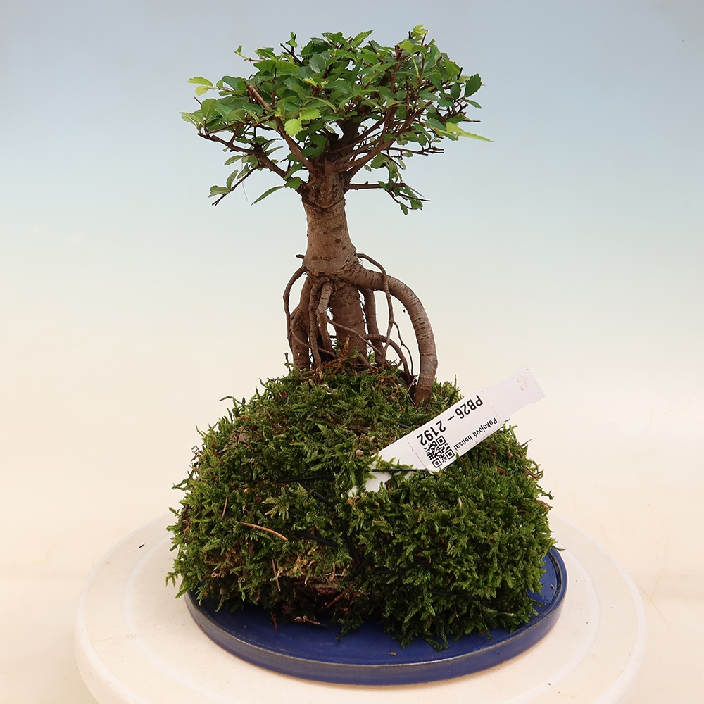 Kokedama con sottovaso - Ulmus parvifolia - olmo a foglia piccola