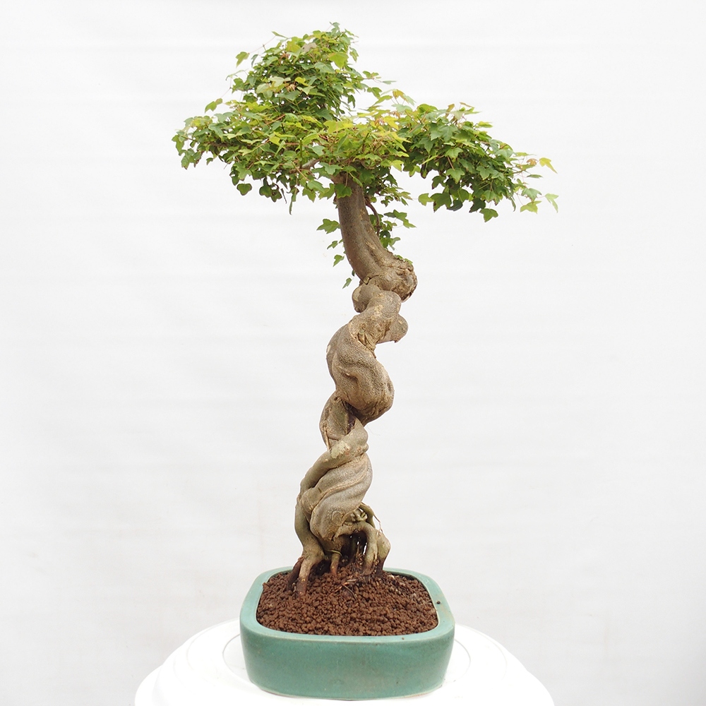 Bonsai da esterno - Acer Buergerianum - Acero di Burger