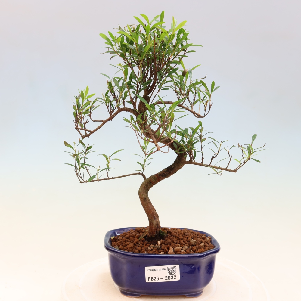 Camera bonsai - Syzygium - Pimento