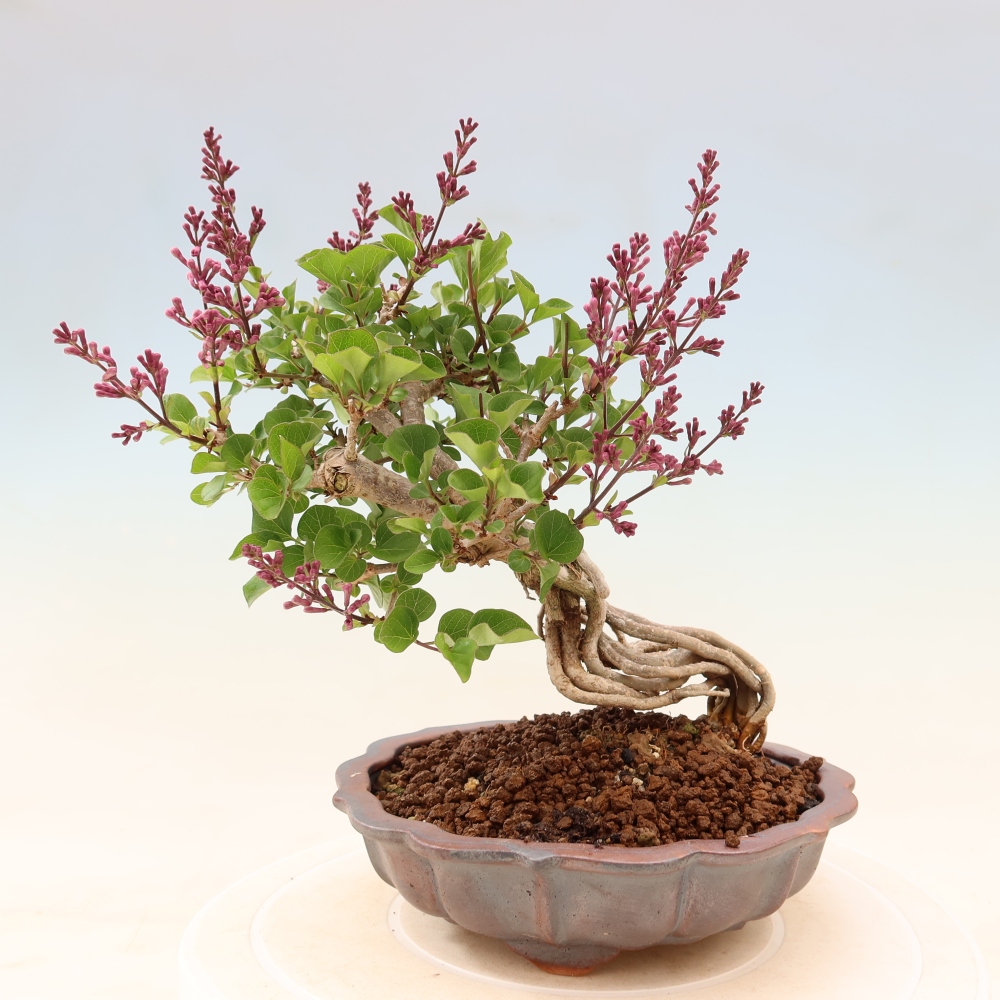 Bonsai da esterno - Syringa microphylla - lillà a fiore piccolo