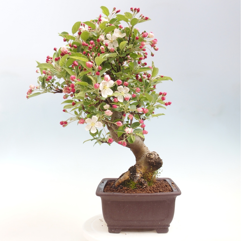 Bonsai da esterno -Malus halliana - Melo a frutto piccolo