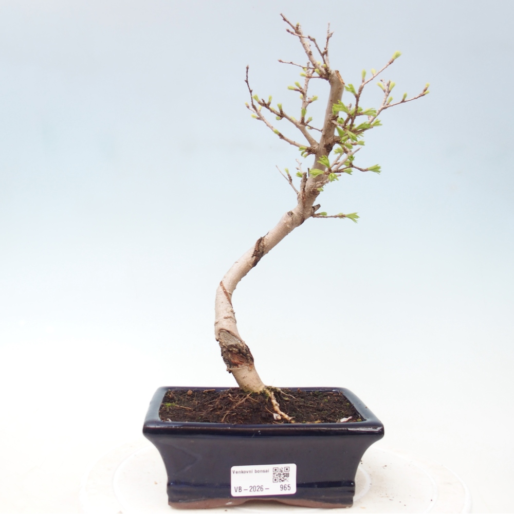 Bonsai da esterno -Pseudolarix amabis-Pseudolarix amabis