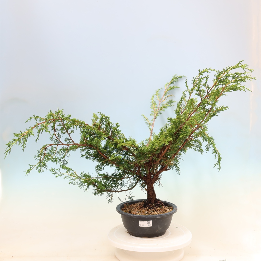 Bonsai da esterno - Juniperus chinensis Itoigawa
