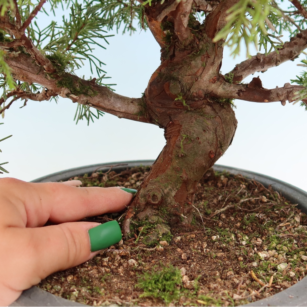 Bonsai da esterno - Juniperus chinensis Itoigawa-Juniperus chinensis