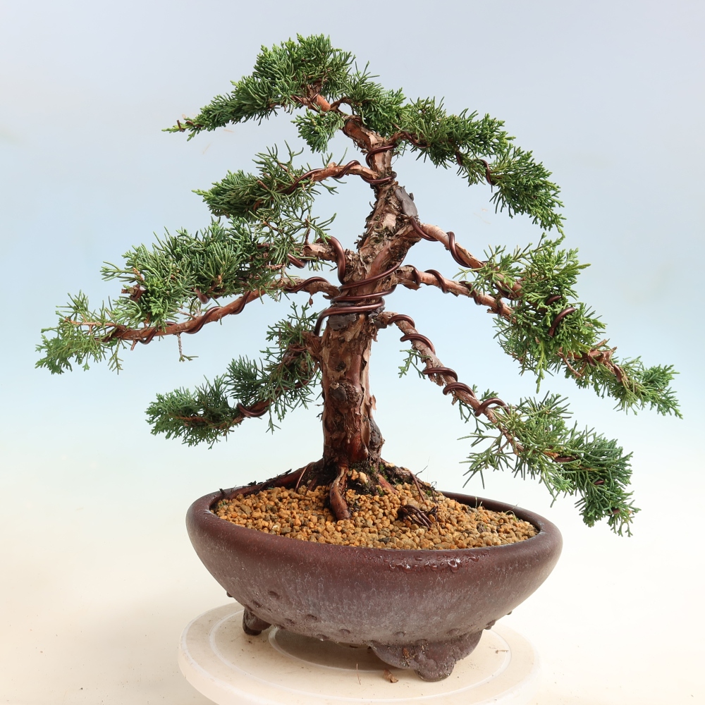 Bonsai da esterno - Juniperus chinensis Kishu