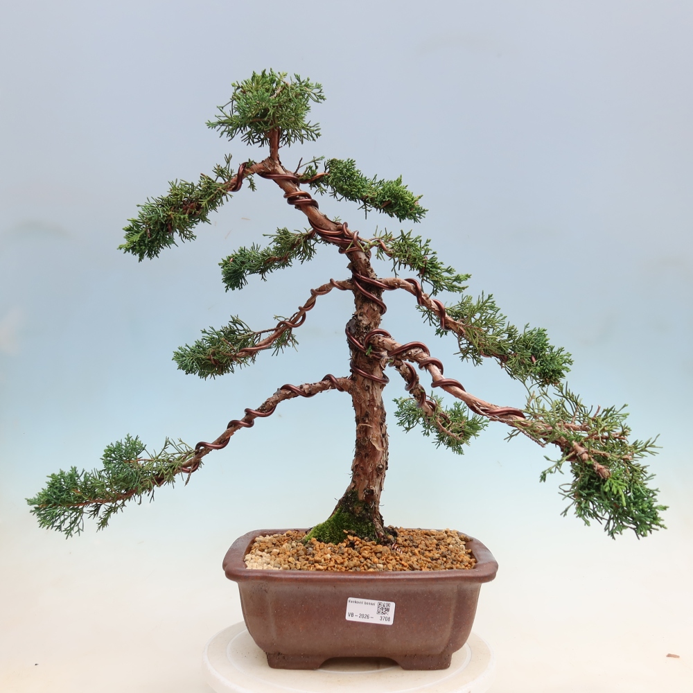 Bonsai da esterno - Juniperus chinensis Kishu