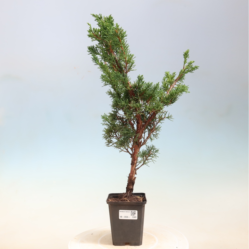 Bonsai da esterno - Juniperus chinensis Kishu