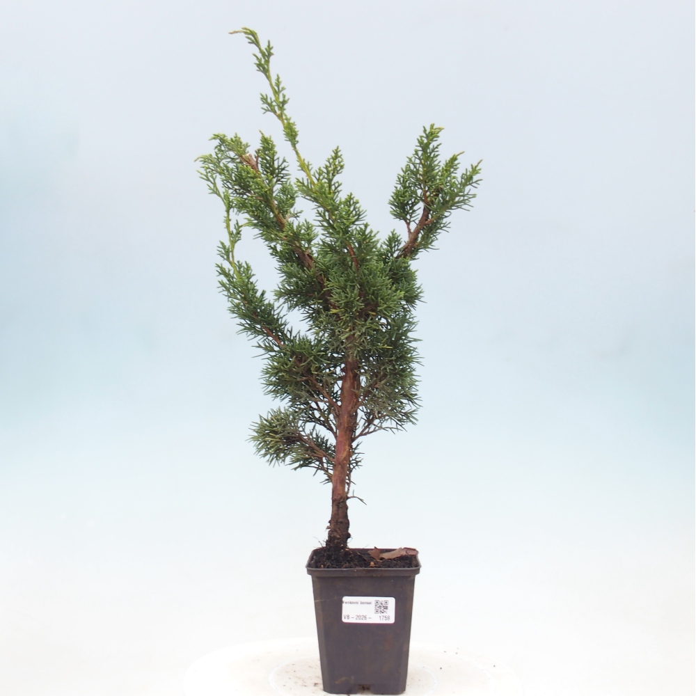 Bonsai da esterno - Juniperus chinensis Kishu