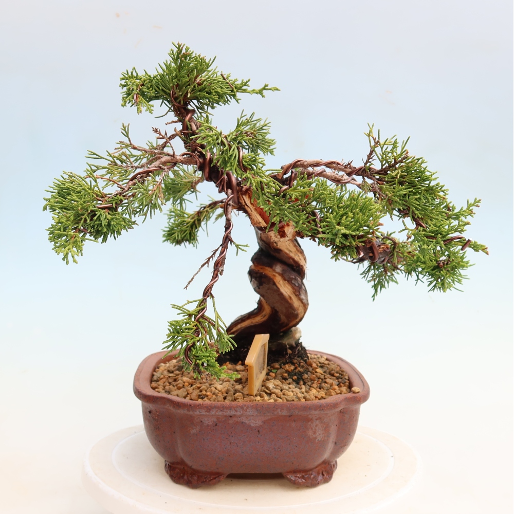Bonsai da esterno - Juniperus chinensis Itoigawa-Juniperus chinensis