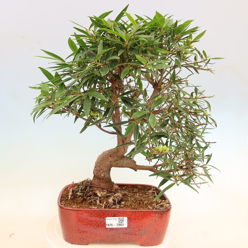 Camera bonsai - Ficus nerifolia - ficus a foglie piccole