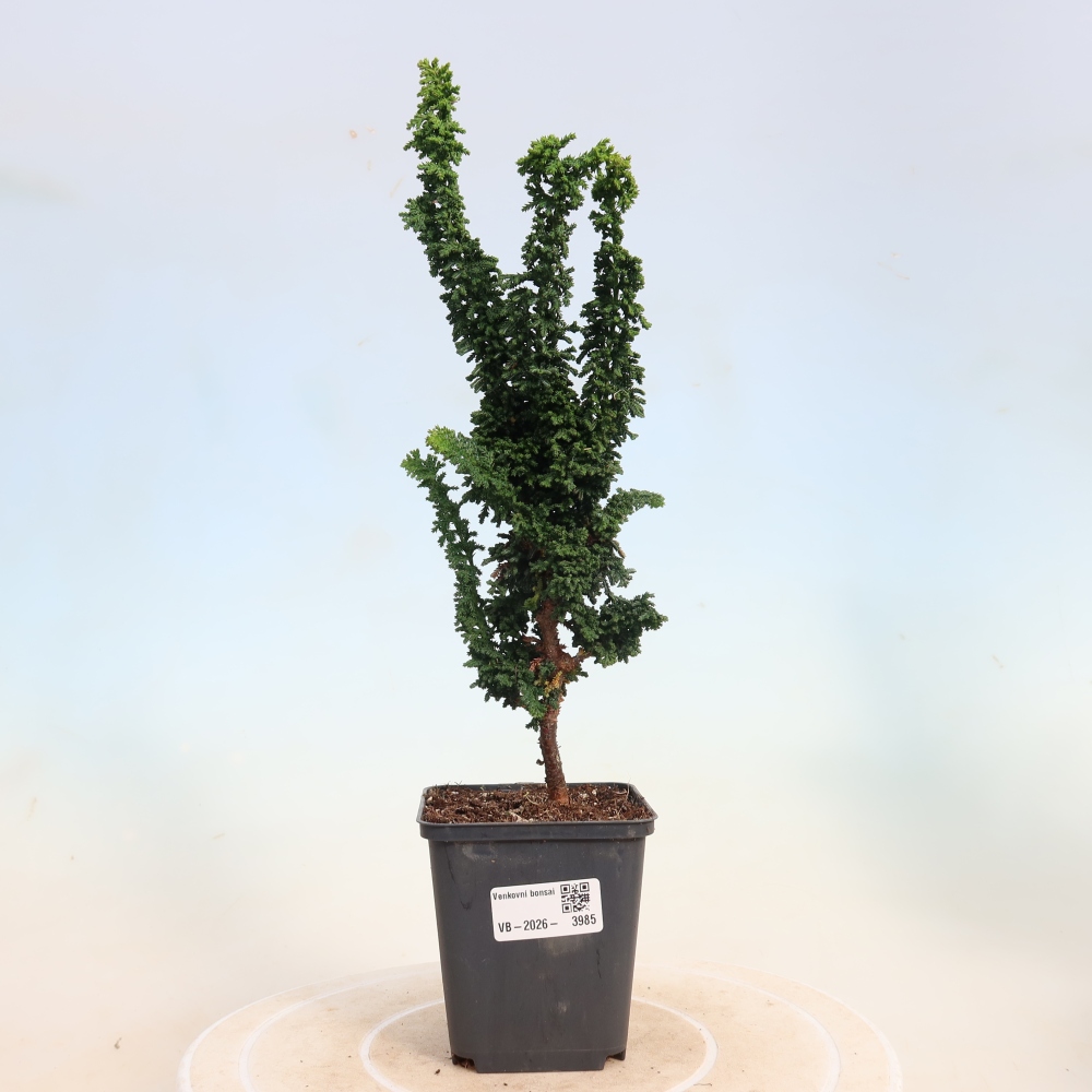 Bonsai da esterno - Cham. obtusa SEKKA HINOKI - Cipresso