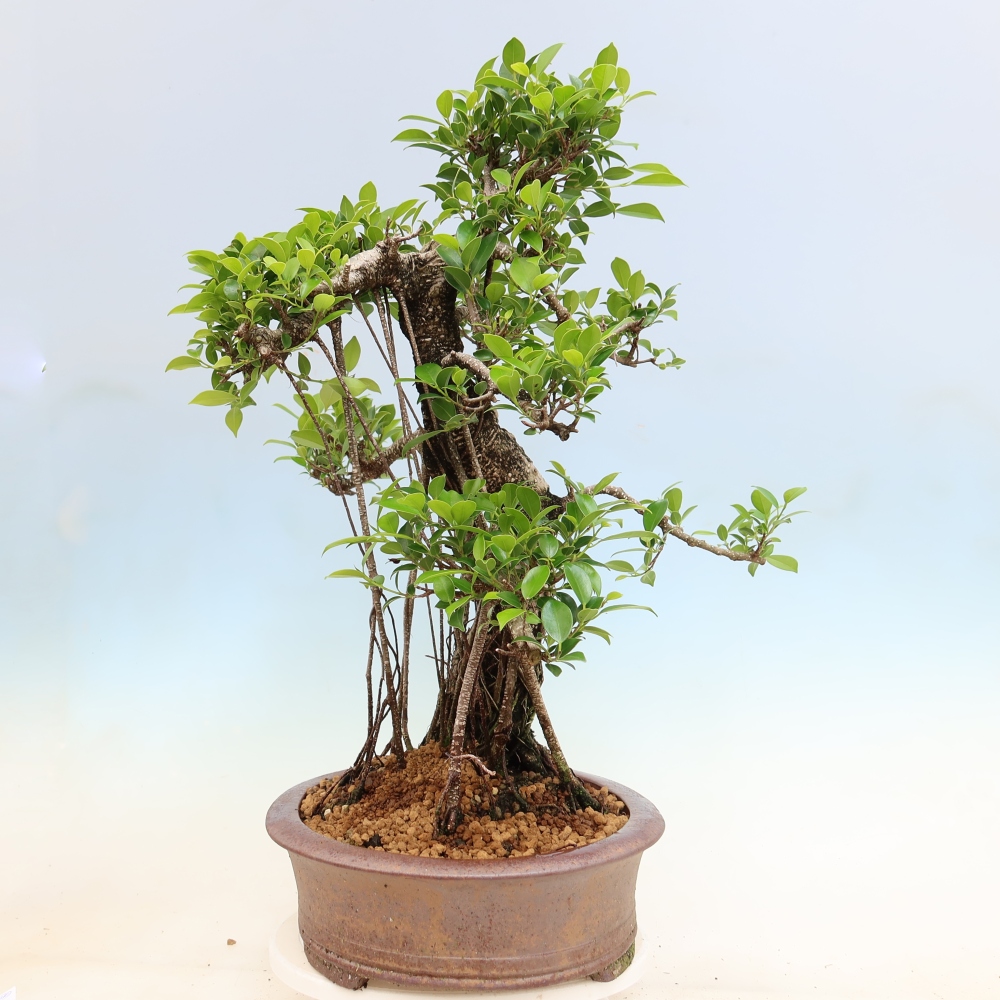 Camera bonsai - Ficus kimmen - ficus a foglie piccole