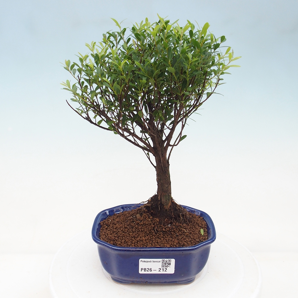Camera bonsai - Syzygium - Pimento