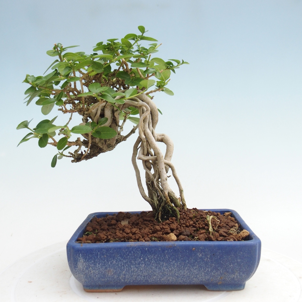 Bonsai da interno - Premna serratifolia - Kozlovna malolista
