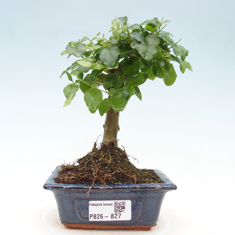 Camera bonsai -Ligustrum chinensis - Becco d'uccello