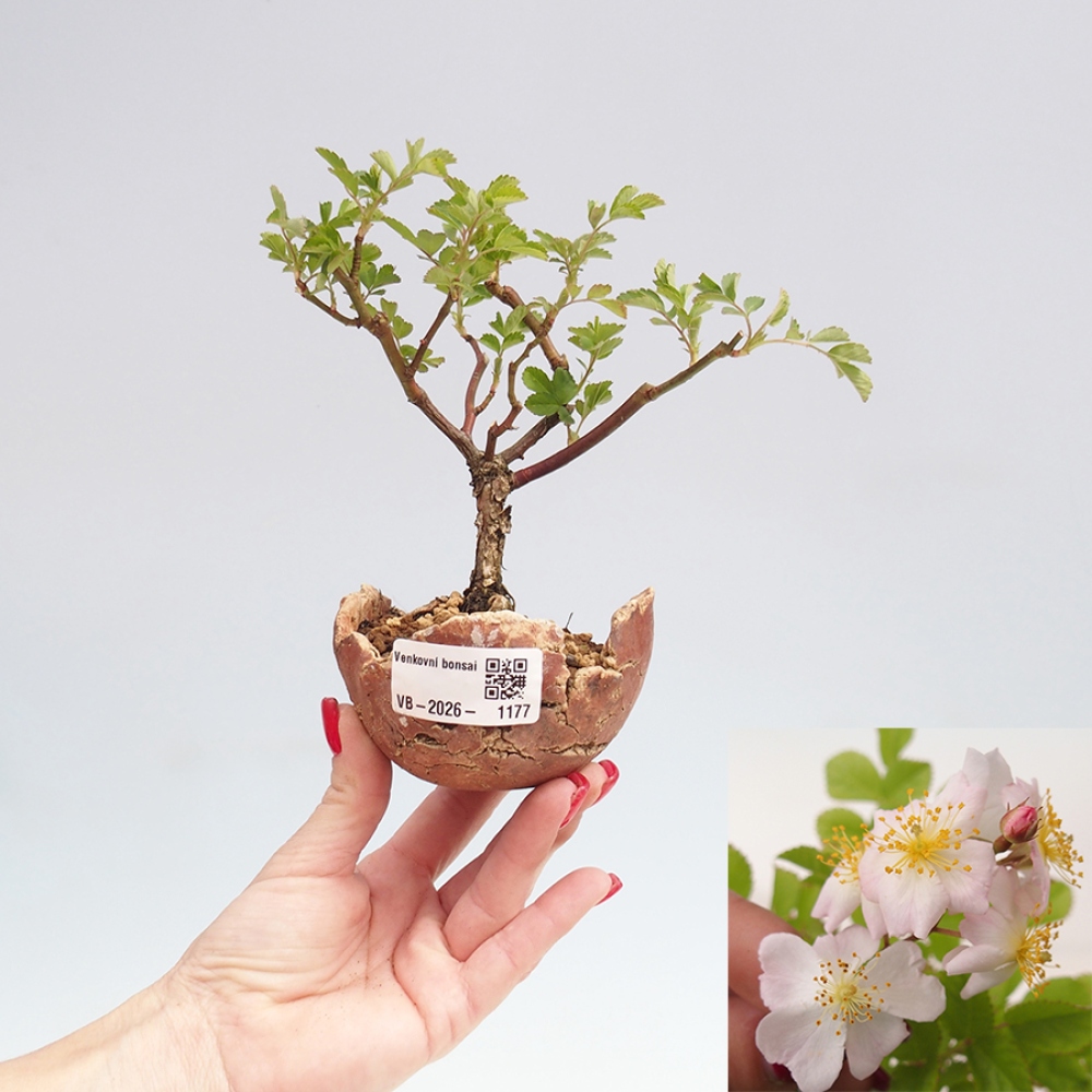 Bonsai da esterno - Rosa sp. - rosa a fiore piccolo