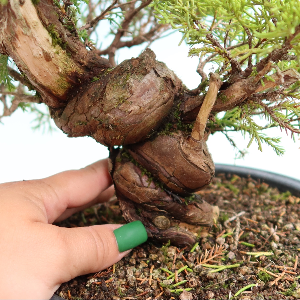 Bonsai da esterno - Juniperus chinensis Itoigawa-Juniperus chinensis