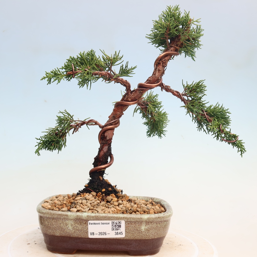 Bonsai da esterno - Juniperus chinensis Kishu
