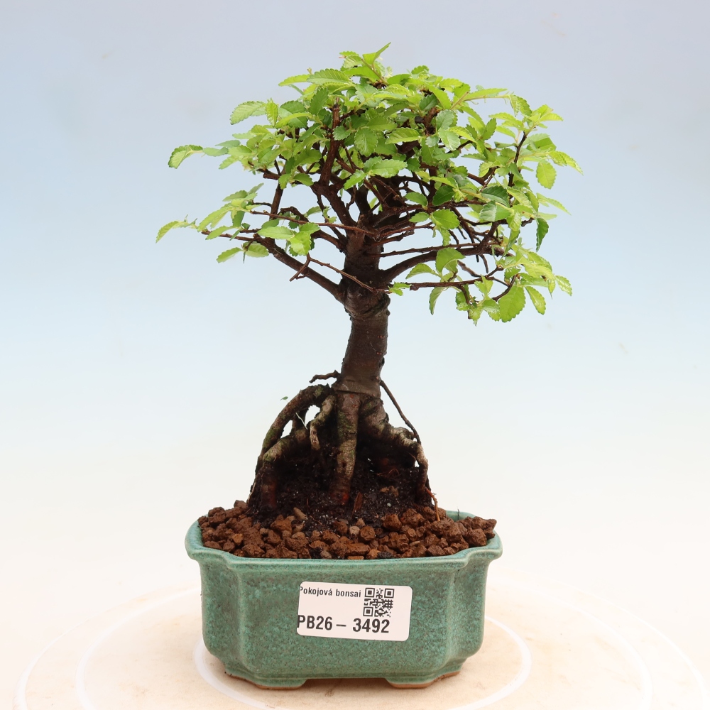 Camera bonsai - Ulmus parvifolia - Olmo a foglie piccole