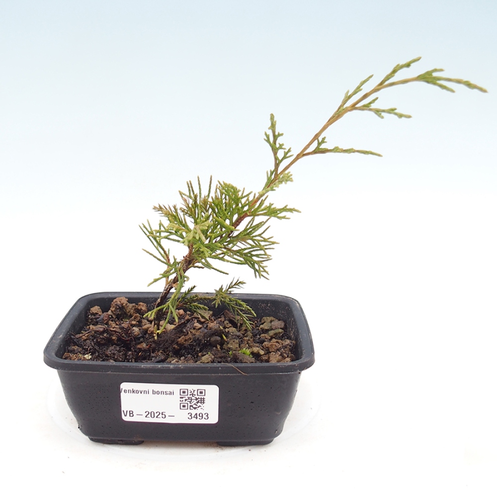 Bonsai da esterno - Juniperus chinensis Itoigawa