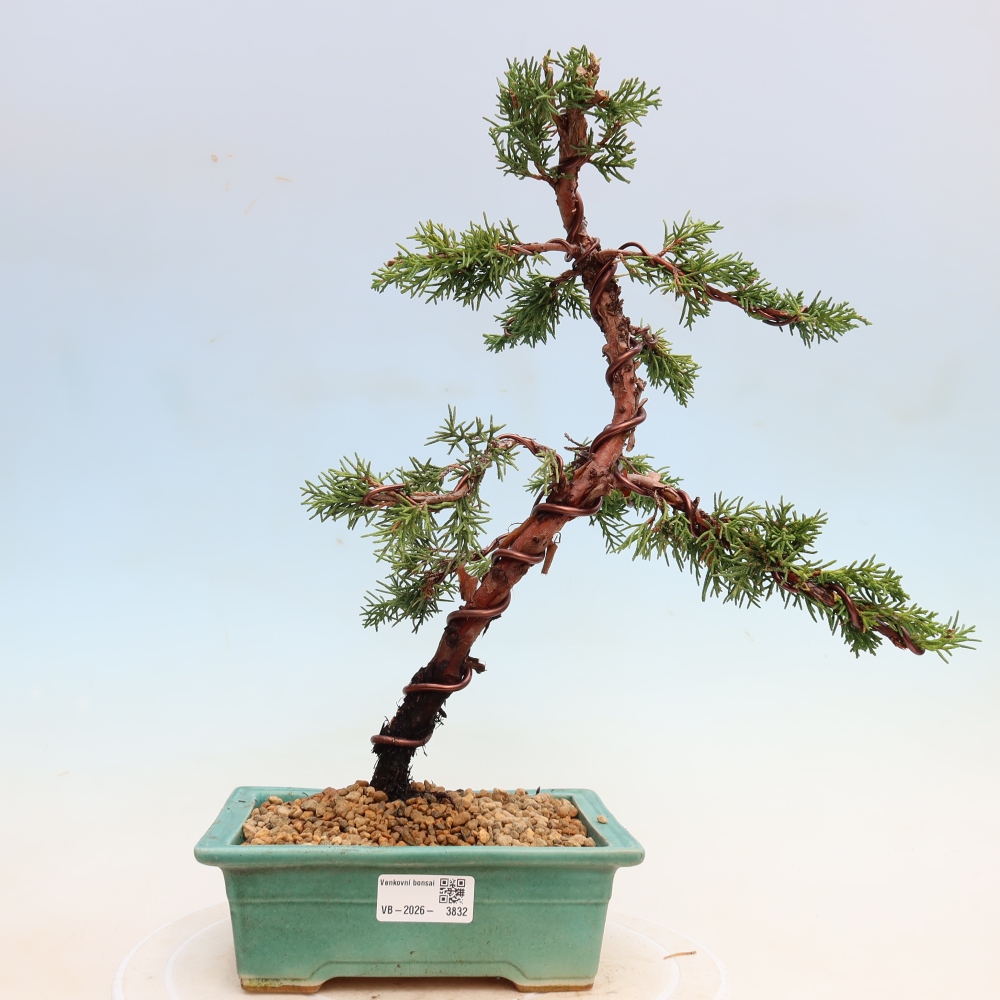 Bonsai da esterno - Juniperus chinensis Kishu