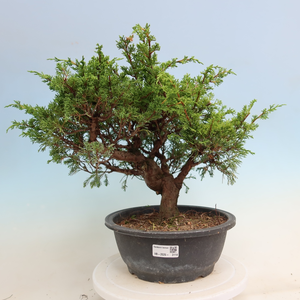 Bonsai da esterno - Juniperus chinensis Itoigawa-Juniperus chinensis