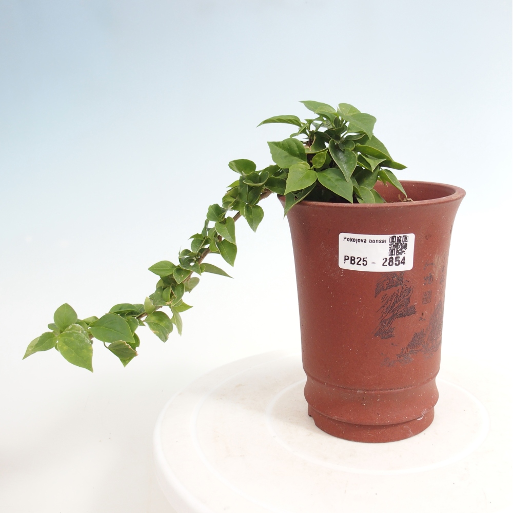 Camera bonsai - Bouganwilea