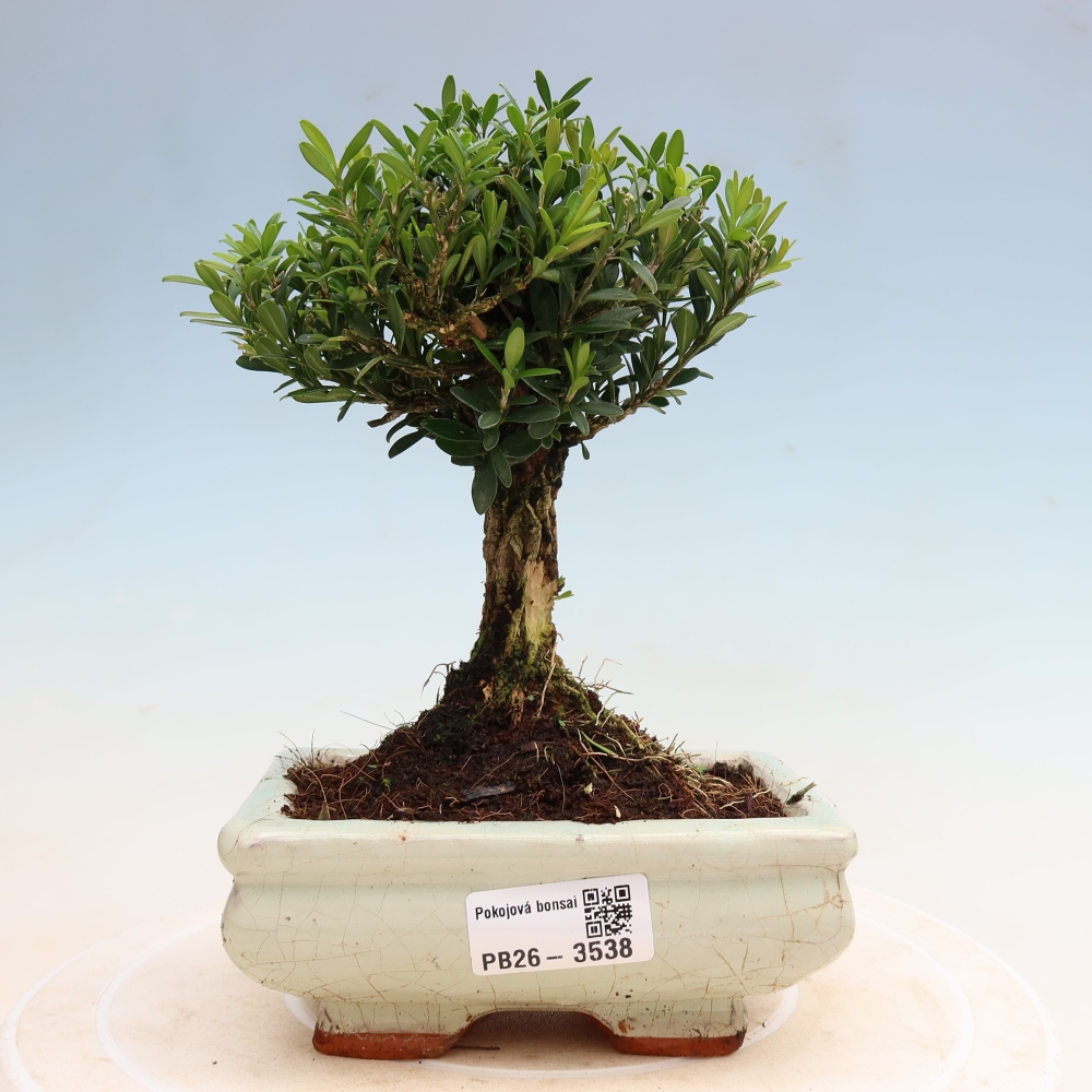 Camera bonsai - Buxus harlandii - buxus da sughero