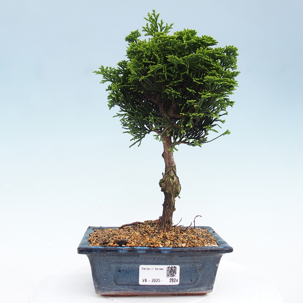 Bonsai da esterno - Cham.pis obtusa Nana Gracilis - Cipresso