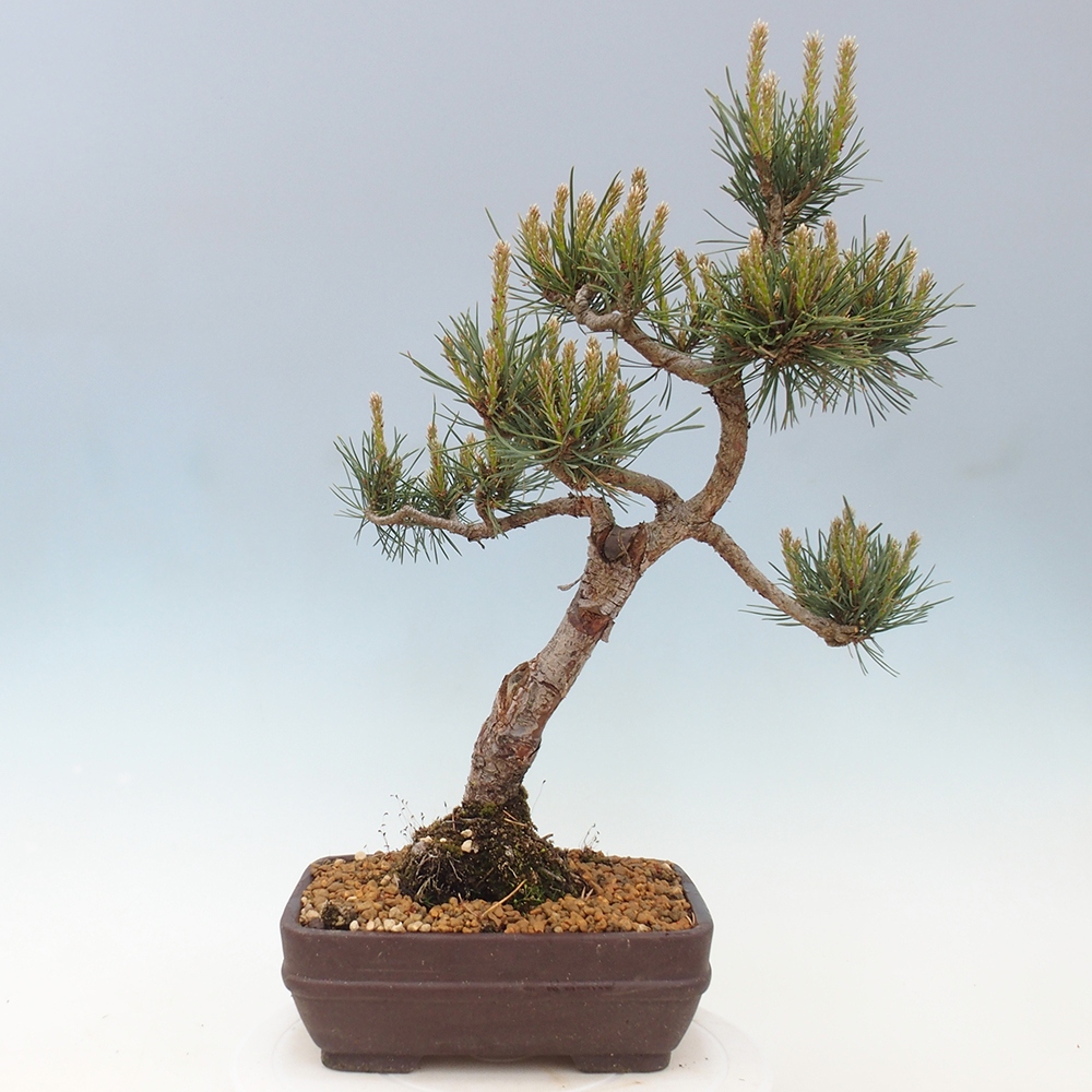 Bonsai da esterno - Pinus Sylvestris Watererri - Pino silvestre