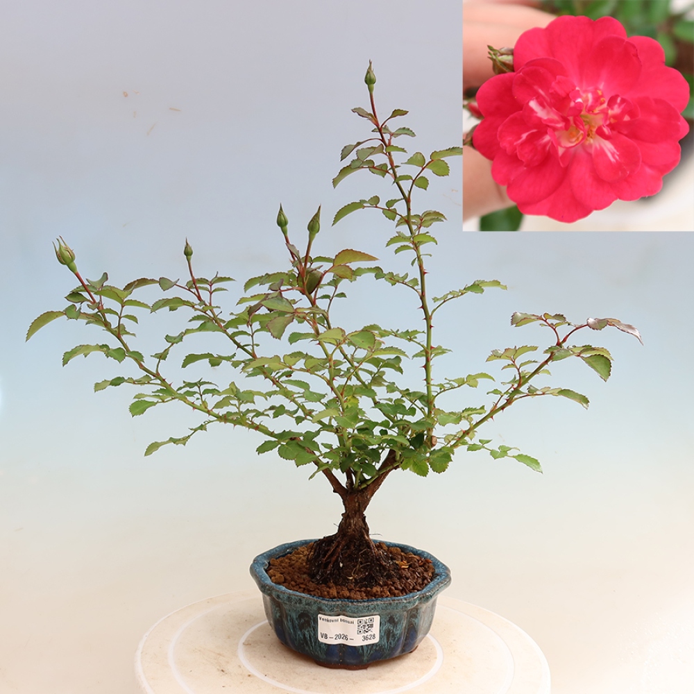 Bonsai da esterno - Rosa Kordes - rosa