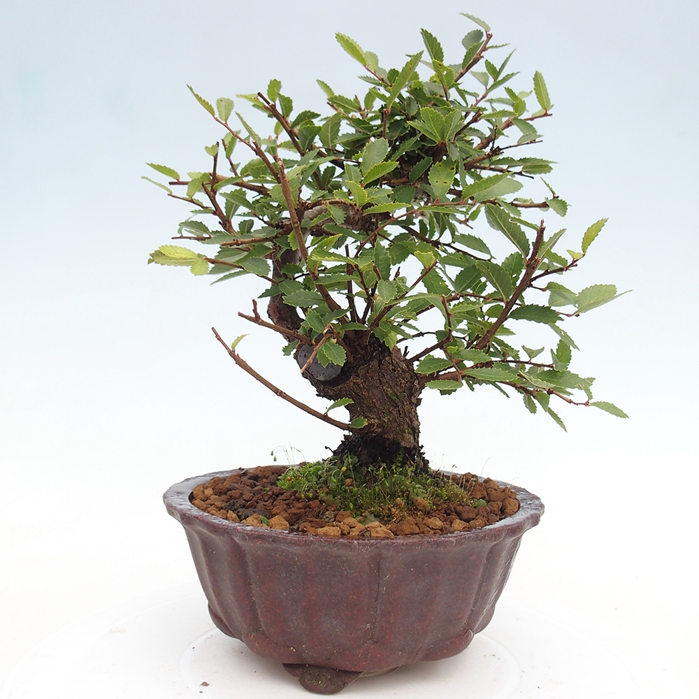 Bonsai da esterno - Zelkova - Zelkova NIRE