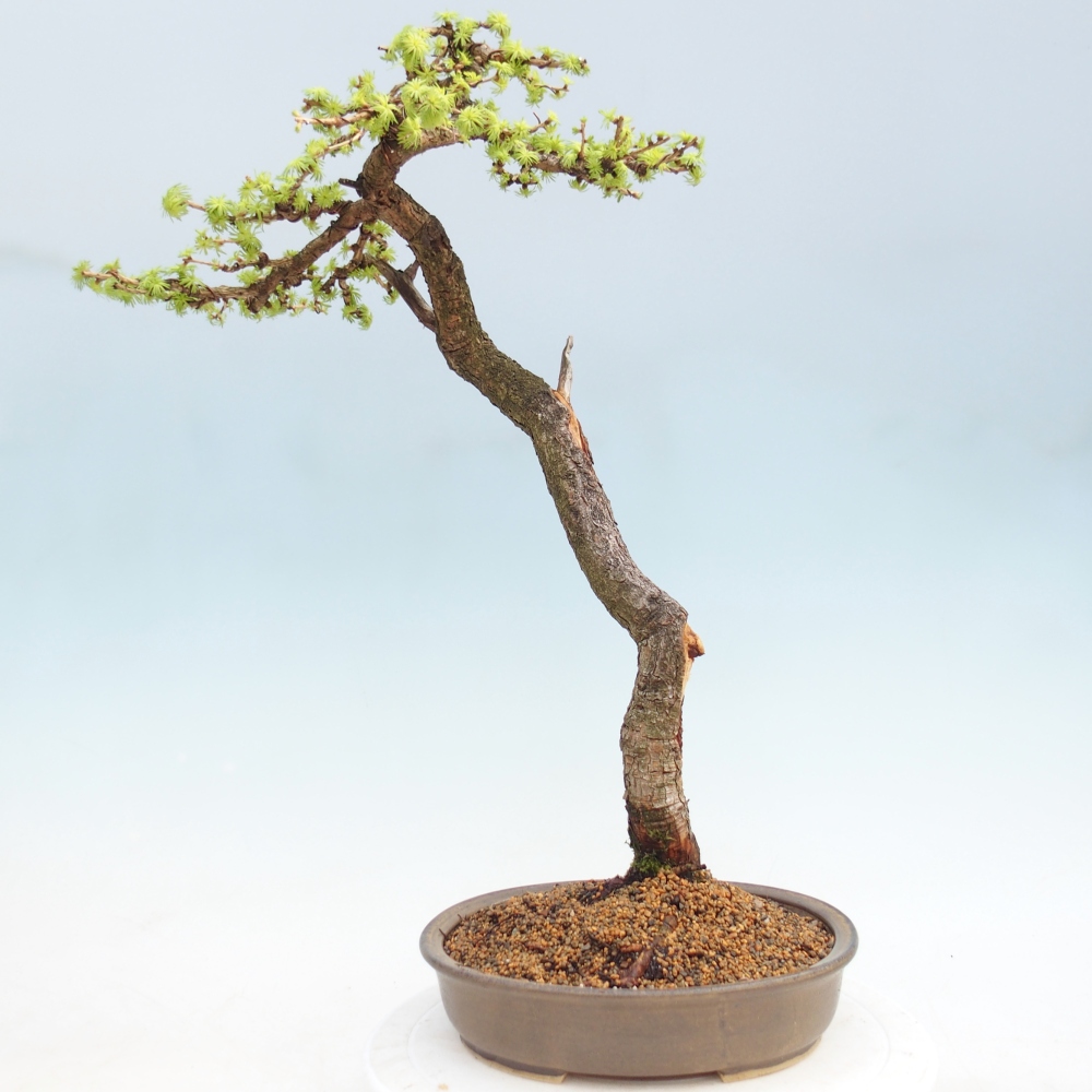 Bonsai da esterno -Larix decidua - Larice