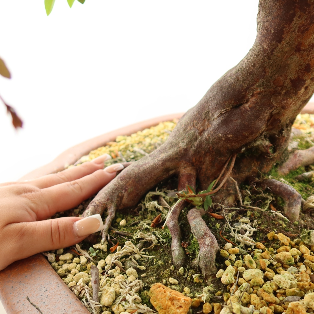 Bonsai da esterno - Azalea giapponese - Azalea Shunen