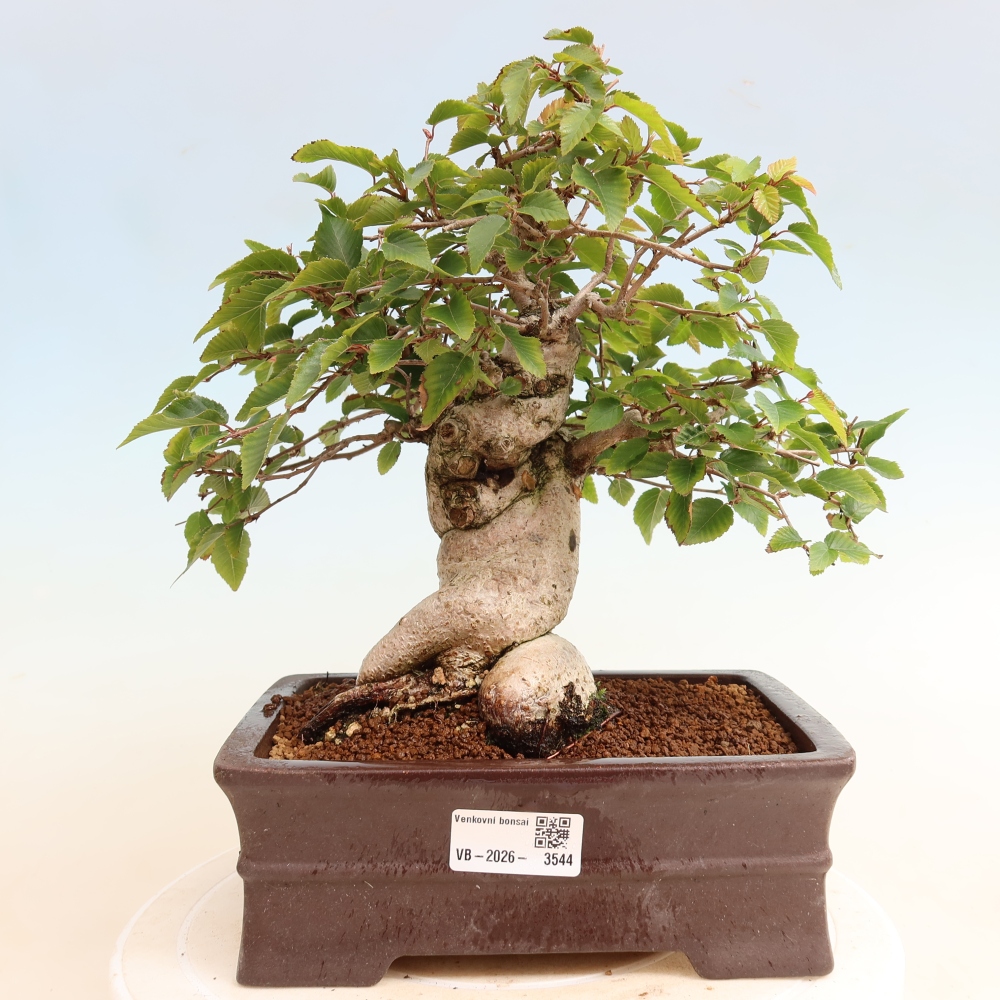 Bonsai da esterno -Carpinus CARPINOIDES - Carpino coreano