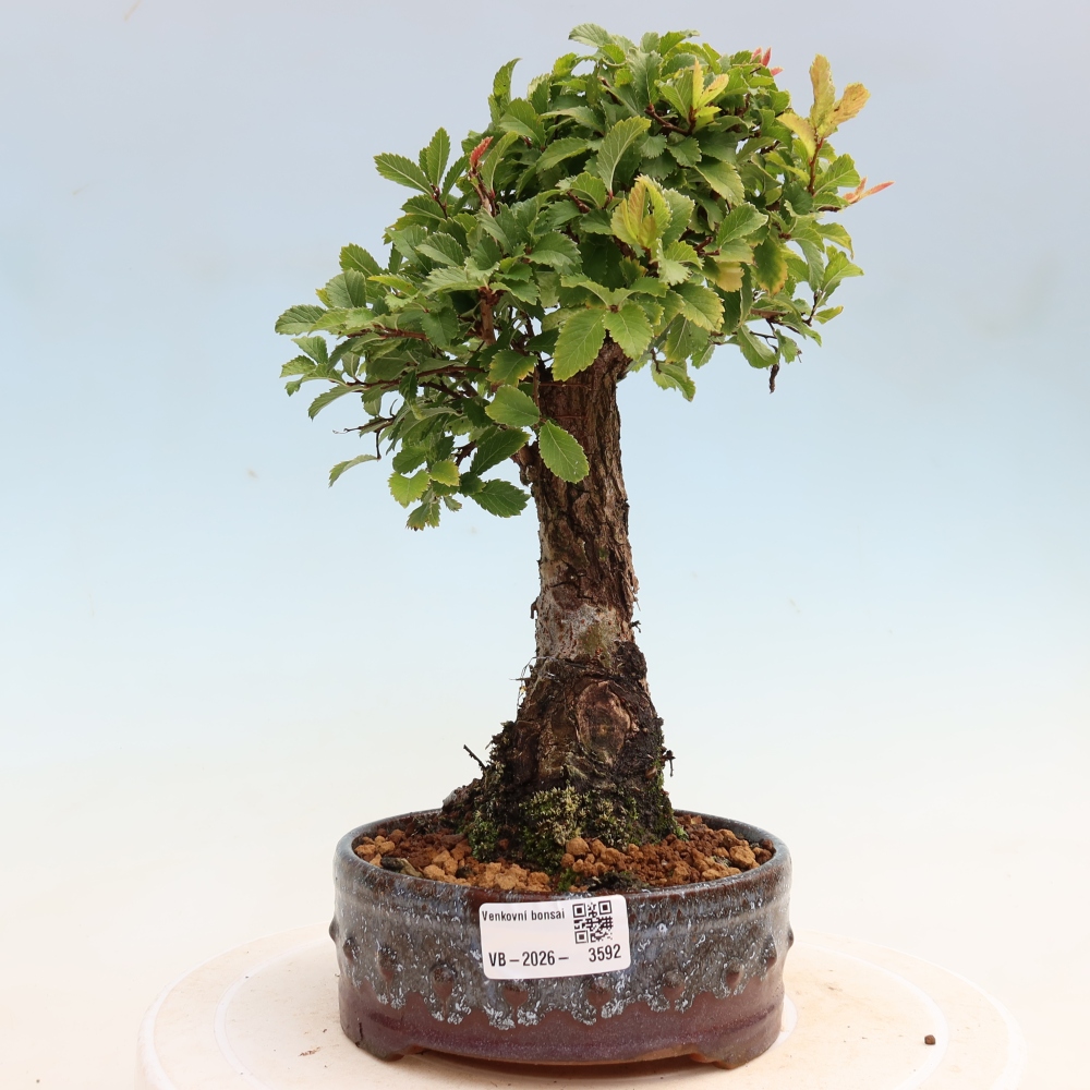 Bonsai da esterno - Zelkova - Zelkova NIRE