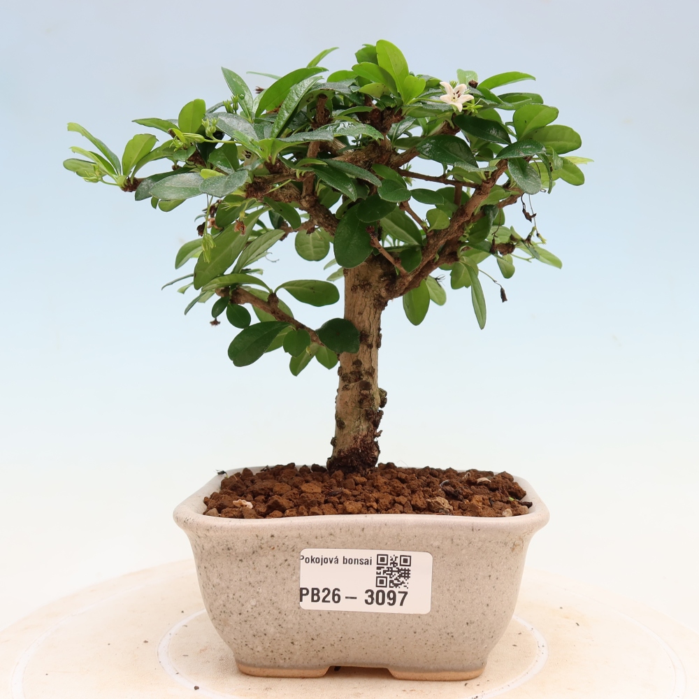 Camera bonsai - Carmona macrophylla - Tea fuki