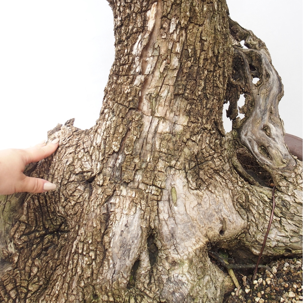 Bonsai da interno - Olea europaea sylvestris