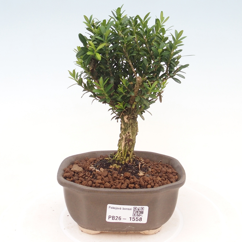 Camera bonsai - Buxus harlandii - buxus da sughero