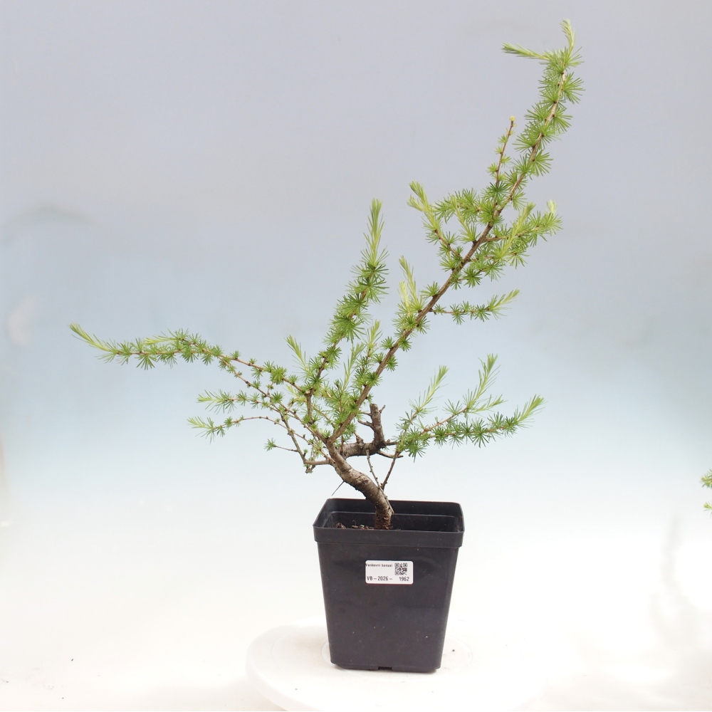 Bonsai da esterno -Larix decidua - Larice