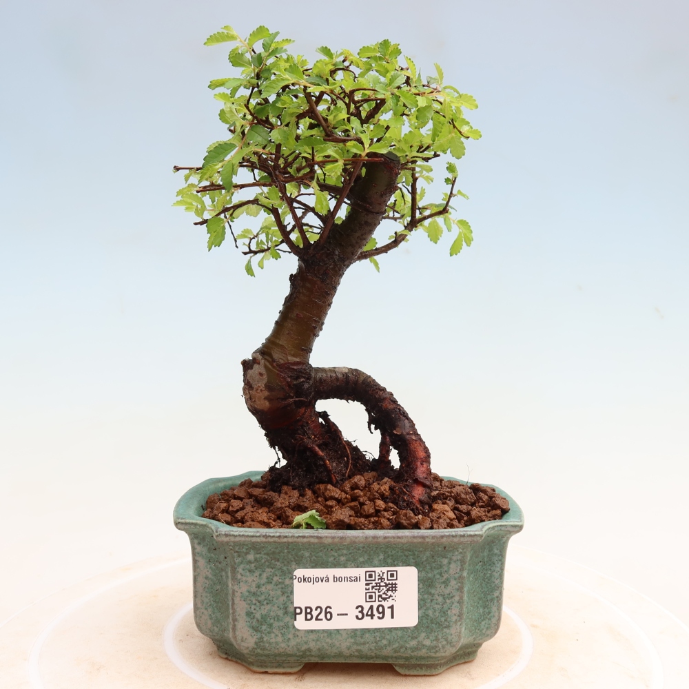 Camera bonsai - Ulmus parvifolia - Olmo a foglie piccole