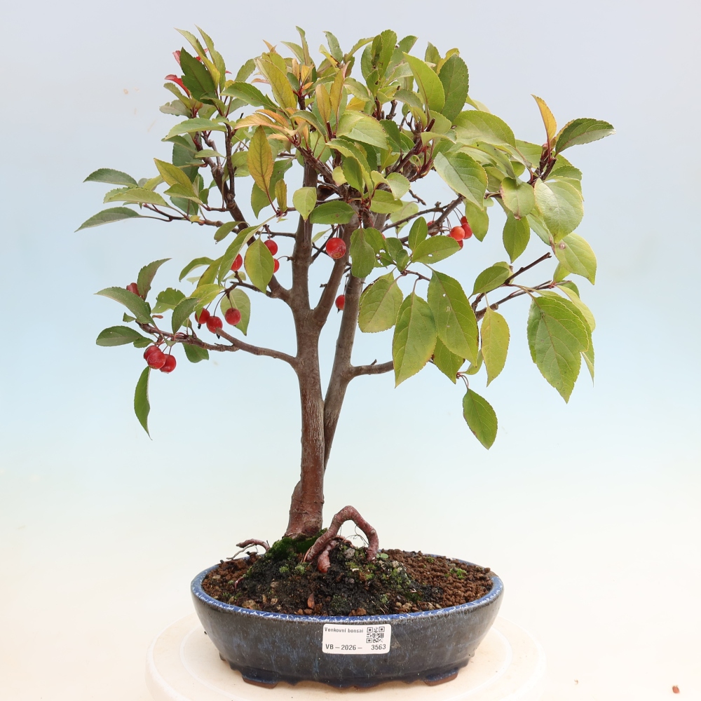 Bonsai da esterno -Malus domestica - Melo a piccoli frutti a foglie rosse