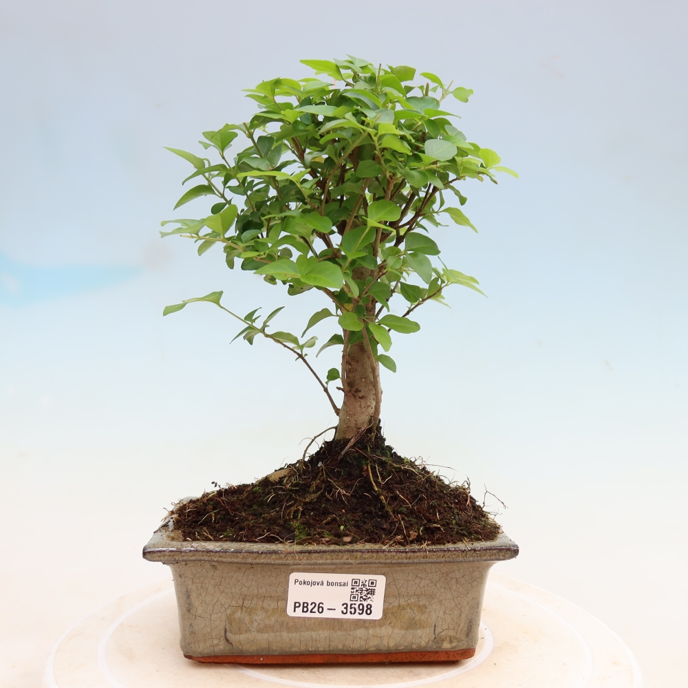 Camera bonsai -Ligustrum chinensis - Becco d'uccello
