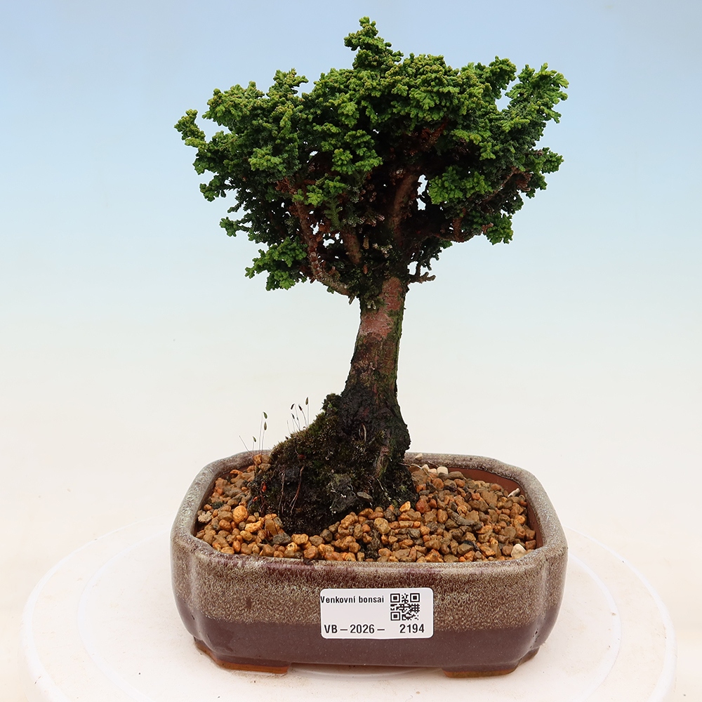 Bonsai da esterno - Cham. obtusa SEKKA HINOKI - Cipresso