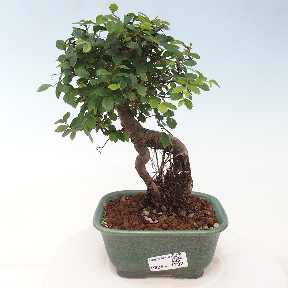 Camera bonsai - Ulmus parvifolia - Olmo a foglie piccole