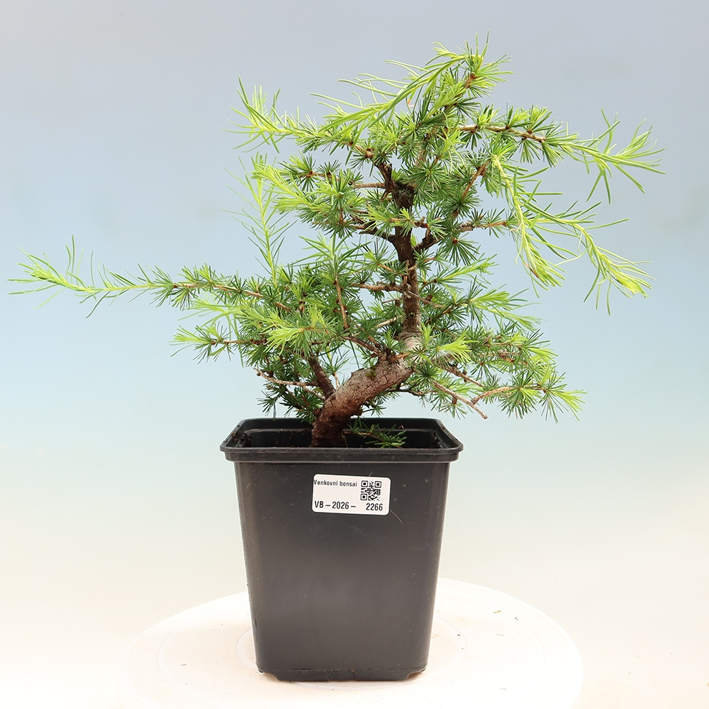 Bonsai da esterno -Larix decidua - Larice