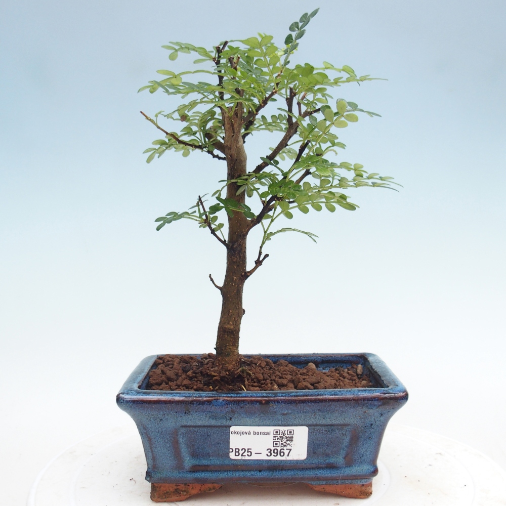 Camera bonsai - Zantoxylum piperitum - albero del pepe