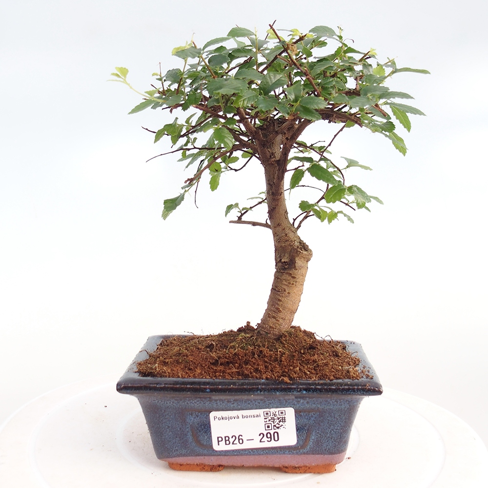 Camera bonsai - Ulmus parvifolia - Olmo a foglie piccole